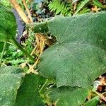 Alcea rosea Leaf