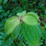 Miconia crenata Folla