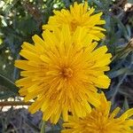 Sonchus tenerrimus Flor