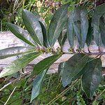 Xylosma lancifolia