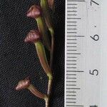 Stelis superbiens Otro