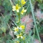 Linum strictum Fleur