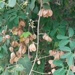 Cardiospermum grandiflorum Fruit