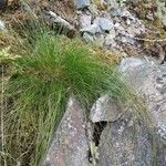 Festuca heterophylla Habitus