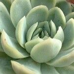 Echeveria elegans Folha