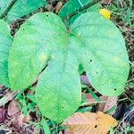 Passiflora platyloba Blad