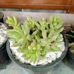 Sedum adolphi 葉