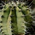 Gymnocalycium mihanovichii Leaf