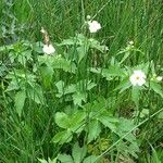 Ranunculus aconitifolius ᱛᱟᱦᱮᱸ