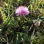 Cirsium acaule Pokrój