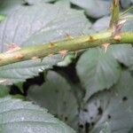 Rubus silvaticus Bark