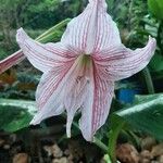 Hippeastrum reticulatum 花