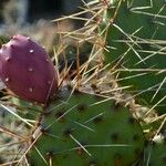 Opuntia macrorhiza Plod