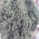 Cupressus sempervirensLeaf