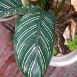 Calathea sanderiana Hoja