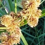 Cyperus ligularis Owoc