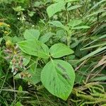 Desmodium intortum Leaf