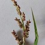 Echinochloa crus-galli Çiçek