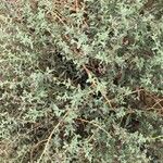 Heliotropium bacciferum Hábito
