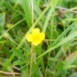 Potentilla erecta Flower