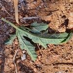 Cucumis ficifolius পাতা