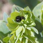 Cerinthe glabra Fruto