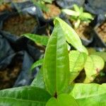 Warneckea trinervis Leaf