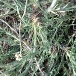 Helichrysum stoechas Лист