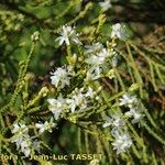 Veronica cupressoides Altres