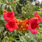 Campsis radicansFlower