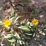 Gazania rigensFlower