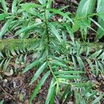 Podocarpus guatemalensis Feuille