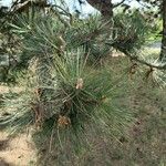 Pinus resinosa Leaf