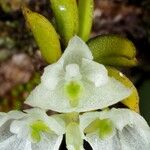 Hymenorchis serrulata Flower