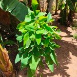 Desmodium tortuosum Blatt