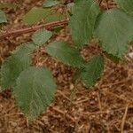 Rubus albiflorus Blatt