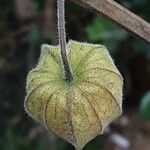 Physalis peruviana Fruit