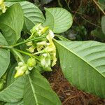 Voacanga africana Blomma
