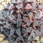 Haworthia turgida Leaf