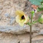 Scrophularia trifoliata Flower