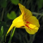 Tropaeolum majus Virág