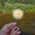 Cephalanthus occidentalis Flower