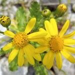 Senecio squalidus Fula