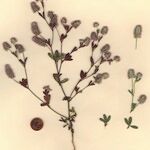 Trifolium arvense Libunga
