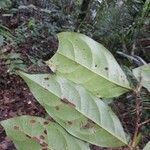 Hymenopus latistipulus Leaf