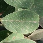Combretum apiculatum Leaf