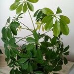 Schefflera arboricolaΦύλλο