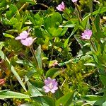 Epilobium alsinifoliumFlower