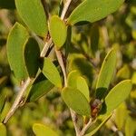 Leptospermum laevigatum Blad