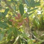 Weinmannia tinctoria Blatt